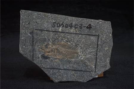 三水盆地洞庭鳜化石标本（布心组03）