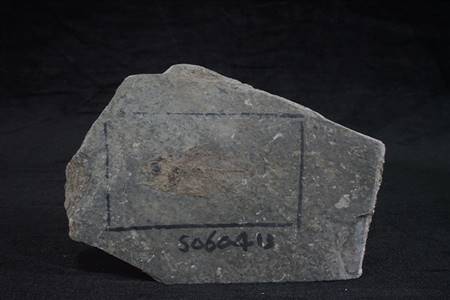 三水盆地洞庭鳜化石标本（布心组）