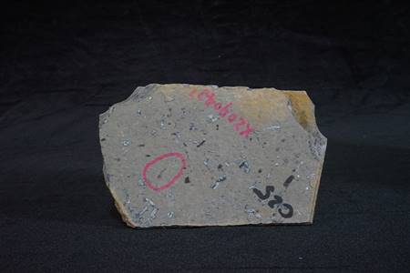 三水盆地洞庭鳜化石标本（莘庄组）