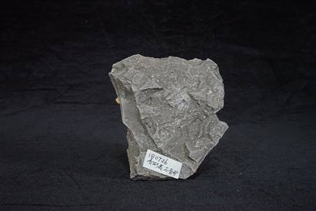 三水盆地介形虫化石标本（布心组、石膏矿）