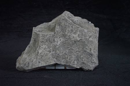三水盆地介形虫化石（布心组）