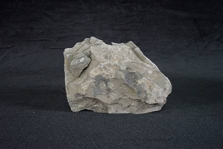 三水盆地洞庭鳜化石标本（莘庄组）