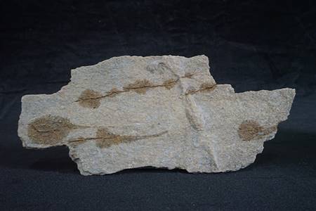 三水盆地介形类化石标本（包月组、佛山机场）