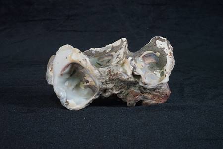 三水盆地牡蛎化石标本（西南街道新沙村）