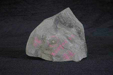 三水盆地螺化石标本（河口工业园，布心组）