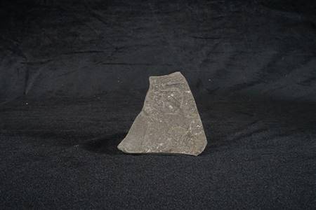 三水盆地双壳类化石（河口工业园、布心组）