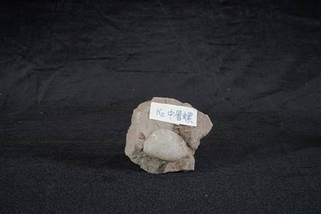 三水盆地中屠螺化石（四会大沙、大塱山组）