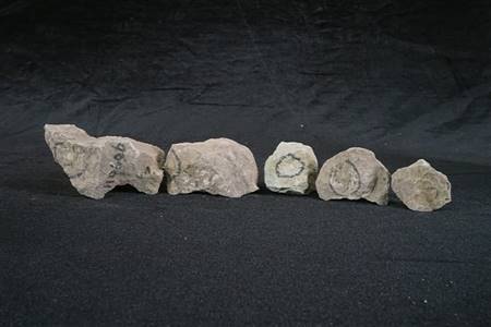 三水盆地双壳类化石（四会大沙、大塱山组）