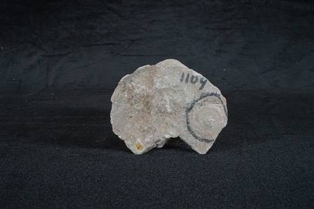 三水盆地中屠螺化石（四会大沙、大塱山组）