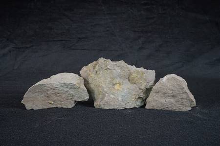 三水盆地双壳类、介形类化石（四会大沙、大塱山组）
