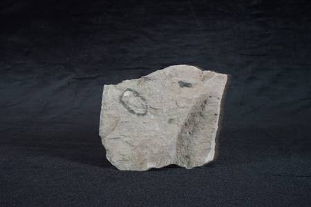 三水盆地双壳类化石