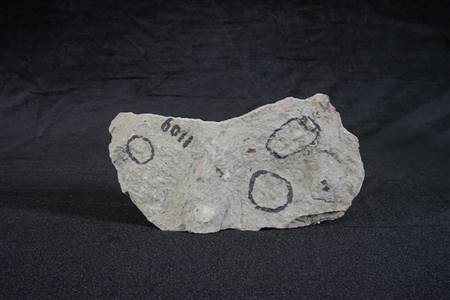 三水盆地介形类化石（四会大沙、大塱山组）