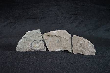 三水盆地腹足类化石（四会大沙、大塱山组）