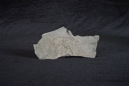 三水盆地介形类化石（河口工业园，布心组）