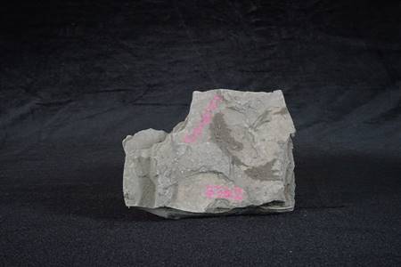 三水盆地介形类化石（河口工业园、布心组）
