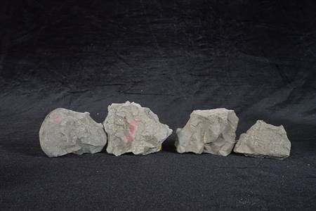 三水盆地介形类化石（河口工业园，布心组）