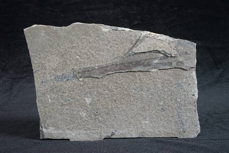 三水盆地植物化石标本