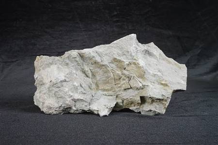 三水盆地介形虫化石