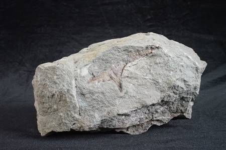 三水盆地动物骨骼化石（四会、大沙）