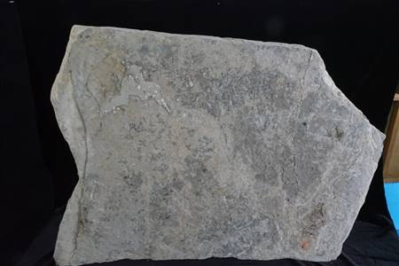 三水盆地洞庭鳜化石标本