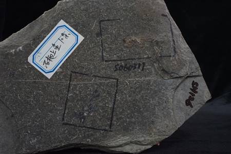 三水盆地洞庭鳜化石标本