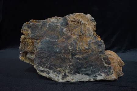 三水盆地硅化木化石（四会大沙、大塱山组）