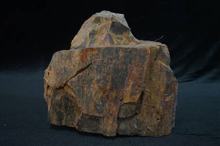 三水盆地硅化木化石（四会大沙、大塱山组）