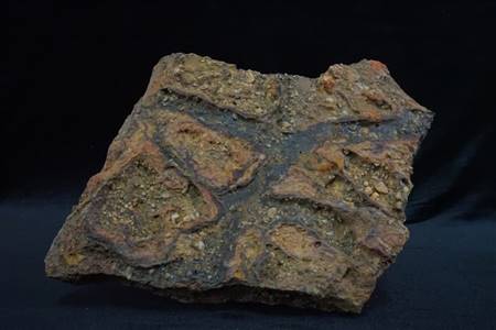 三水盆地硅化木化石