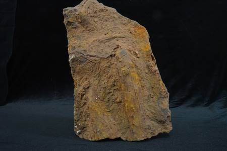 三水盆地硅化木化石（四会大沙）