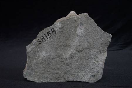 三水盆地介形虫化石（狮山看守所）