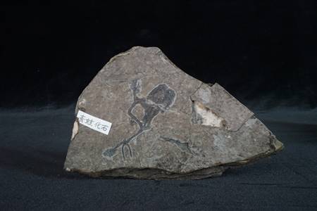 三水盆地青蛙化石（华涌组、南庄紫洞）