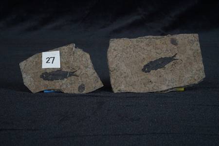 三水盆地鱼化石（南庄紫洞）