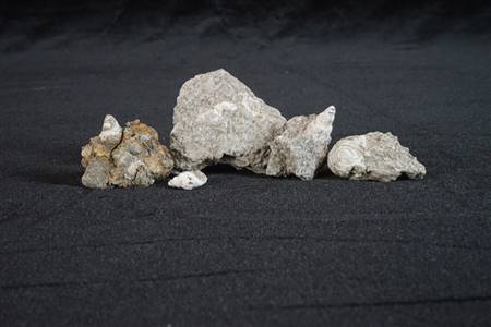 三水盆地腹足类螺化石（南庄、紫洞）