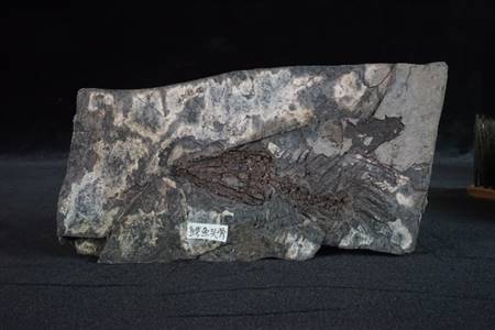 三水盆地鳄鱼头骨化石（南庄、紫洞）