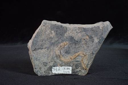 三水盆地泥鳅化石