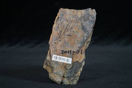 三水盆地植物化石标本