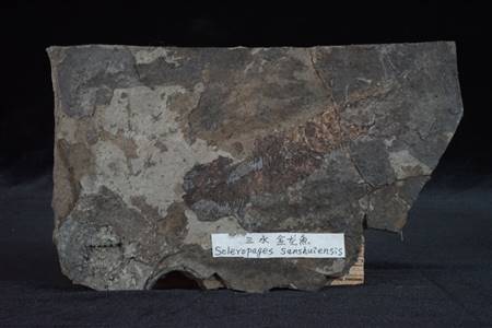 三水盆地金龙鱼化石（南庄紫洞）