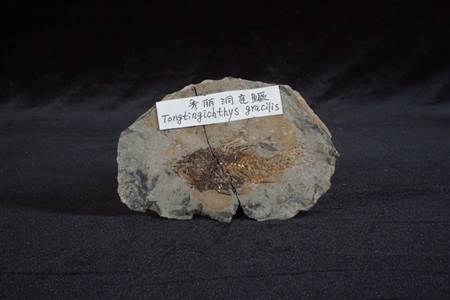 三水盆地秀丽洞庭鳜化石（南庄紫洞）