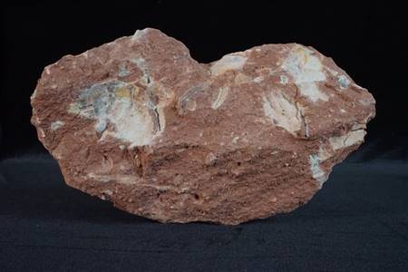 三水盆地动物骨化石