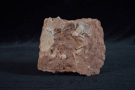 三水盆地恐龙蛋碎片化石