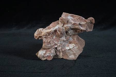 三水盆地动物骨化石（三水、大塘）
